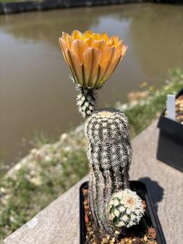 Preview: Echinocereus ctenoides